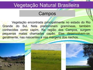 Vegetação Natural Brasileira
Campos
Vegetação encontrada principalmente no estado do Rio
Grande do Sul. Nela predominam gramíneas, também
conhecidas como capim. Na região dos Campos, surgem
pequenas matas chamadas capão. Elas desenvolvem-se,
geralmente, nas nascentes e nas margens dos riachos.
 