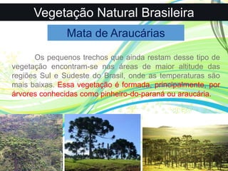 Vegetação Natural Brasileira
Mata de Araucárias
Os pequenos trechos que ainda restam desse tipo de
vegetação encontram-se nas áreas de maior altitude das
regiões Sul e Sudeste do Brasil, onde as temperaturas são
mais baixas. Essa vegetação é formada, principalmente, por
árvores conhecidas como pinheiro-do-paraná ou araucária.
 