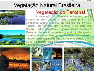 Vegetação Natural Brasileira
Vegetação do Pantanal
A vegetação do Pantanal estende-se pelos
estados do Mato Grosso e Mato Grosso do Sul. Ela
apresenta várias espécies de plantas da Floresta
Tropical, do Cerrado, dos Campos e da Mata dos
Cocais. Entre novembro e maio, vastas áreas do
Pantanal são invadidas pelas águas do rio Paraguai e
de seus afluentes. Isso ocorre devido ao aumento dos
rios por causa das águas das chuvas e ao terreno muito
plano da região. Essas cheias fertilizam o solo com
matéria orgânica e sais minerais.
 