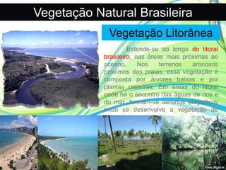 Vegetação Natural Brasileira
Vegetação Litorânea
Estende-se ao longo do litoral
brasileiro, nas áreas mais próximas ao
oceano. Nos terrenos arenosos
próximos das praias, essa vegetação é
composta por árvores baixas e por
plantas rasteiras. Em áreas do litoral
onde há o encontro das águas de rios e
do mar, formam-se terrenos alagadiços
onde se desenvolve a vegetação de
mangue.
 