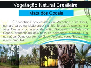 Vegetação Natural Brasileira
Mata dos Cocais
É encontrada nos estados do Maranhão e do Piauí,
numa área de transição entre a úmida floresta Amazônica e a
seca Caatinga do interior da região Nordeste. Na Mata dos
Cocais, predominam dois tipos de palmeiras: o babaçu e a
carnaúba. Delas extraem-se óleos vegetais, cera, fibras, entre
outros produtos.
 