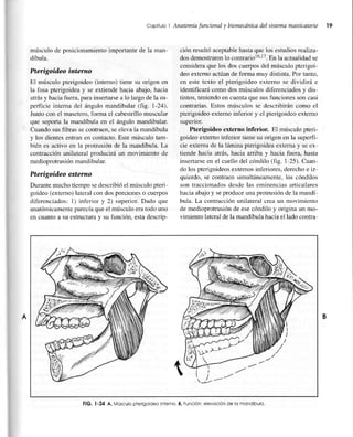 músculodeposicionamientoimportantede la man-
díbula.
Pterigoiileo interno
El músculopterigoideo(intemo) tiene su origen en...