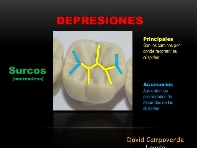 Elevaciones Y Depresiones De Los Dientes