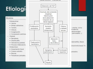 Etiología
 