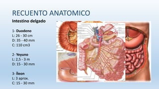 RECUENTO ANATOMICO
Intestino delgado
1- Duodeno
L: 26 - 30 cm
D: 35 - 40 mm
C: 110 cm3
2- Yeyuno
L: 2,5 - 3 m
D: 15 - 30 mm
3- Íleon
L: 3 aprox.
C: 15 - 30 mm
 