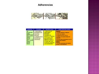 Adherencias

 