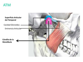 ATM
Superficie Articular
del Temporal
Cavidad Glenoidea
Eminencia Articular
Cóndilo de la
Mandíbula
 