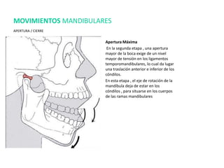 Apertura Máxima
En la segunda etapa , una apertura
mayor de la boca exige de un nivel
mayor de tensión en los ligamentos
temporomandibulares, lo cual da lugar
una traslación anterior e inferior de los
cóndilos.
En esta etapa , el eje de rotación de la
mandíbula deja de estar en los
cóndilos , para situarse en los cuerpos
de las ramas mandibulares
MOVIMIENTOS MANDIBULARES
APERTURA / CIERRE
 