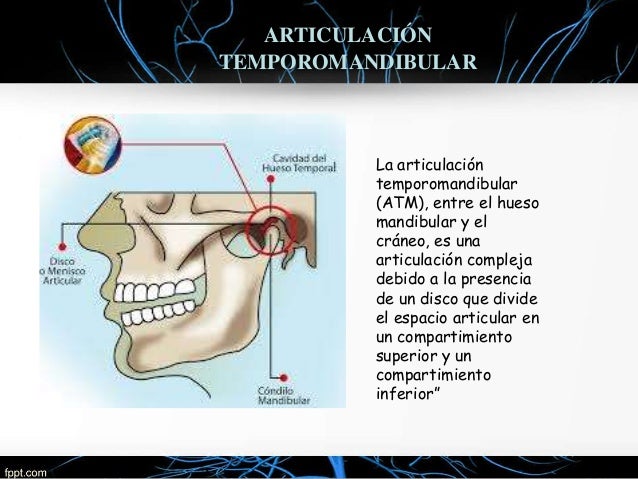 LA ARTICULACIÓN TEMPOROMANDIBULAR