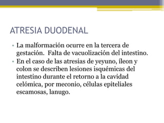 ATRESIA DUODENAL
• La malformación ocurre en la tercera de
  gestación. Falta de vacuolización del intestino.
• En el caso de las atresias de yeyuno, íleon y
  colon se describen lesiones isquémicas del
  intestino durante el retorno a la cavidad
  celómica, por meconio, células epiteliales
  escamosas, lanugo.
 