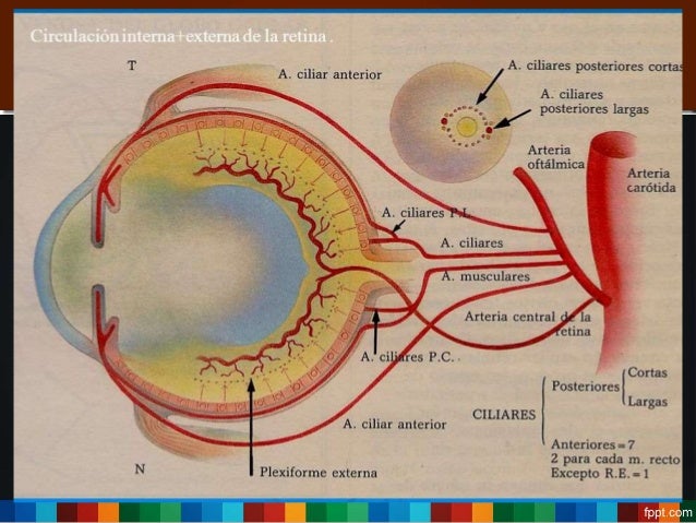 Oclusion venosa y arterial de retina