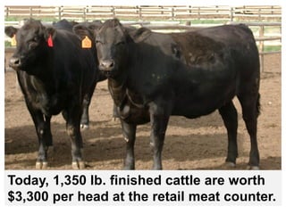 Today, 1,350 lb. finished cattle are worth
$3,300 per head at the retail meat counter.
 