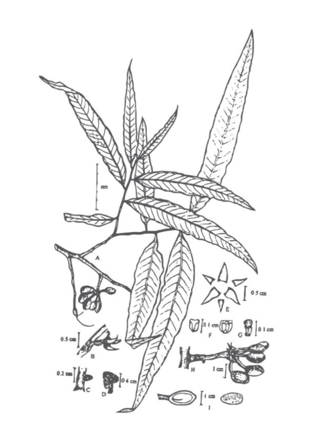 Manual Lapangan Pembuatan Spesimen Herbarium