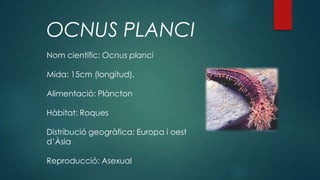 OCNUS PLANCI
Nom científic: Ocnus planci
Mida: 15cm (longitud).
Alimentació: Plàncton
Hàbitat: Roques
Distribució geogràfica: Europa i oest
d’Àsia
Reproducció: Asexual
 