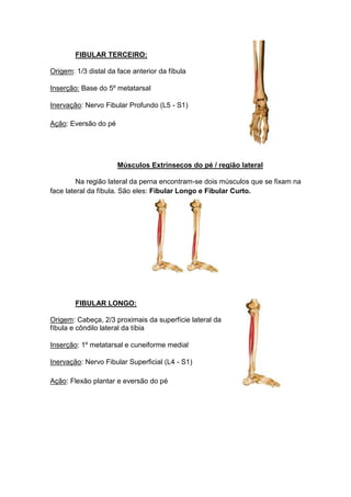 FIBULAR TERCEIRO:

Origem: 1/3 distal da face anterior da fíbula

Inserção: Base do 5º metatarsal

Inervação: Nervo Fibular Profundo (L5 - S1)

Ação: Eversão do pé




                      Músculos Extrínsecos do pé / região lateral

         Na região lateral da perna encontram-se dois músculos que se fixam na
face lateral da fíbula. São eles: Fibular Longo e Fibular Curto.




        FIBULAR LONGO:

Origem: Cabeça, 2/3 proximais da superfície lateral da
fíbula e côndilo lateral da tíbia

Inserção: 1º metatarsal e cuneiforme medial

Inervação: Nervo Fibular Superficial (L4 - S1)

Ação: Flexão plantar e eversão do pé
 