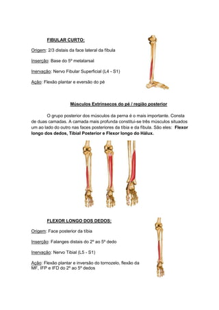 FIBULAR CURTO:

Origem: 2/3 distais da face lateral da fíbula

Inserção: Base do 5º metatarsal

Inervação: Nervo Fibular Superficial (L4 - S1)

Ação: Flexão plantar e eversão do pé



                    Músculos Extrínsecos do pé / região posterior

       O grupo posterior dos músculos da perna é o mais importante. Consta
de duas camadas. A camada mais profunda constitui-se três músculos situados
um ao lado do outro nas faces posteriores da tíbia e da fíbula. São eles: Flexor
longo dos dedos, Tibial Posterior e Flexor longo do Hálux.




        FLEXOR LONGO DOS DEDOS:

Origem: Face posterior da tíbia

Inserção: Falanges distais do 2º ao 5º dedo

Inervação: Nervo Tibial (L5 - S1)

Ação: Flexão plantar e inversão do tornozelo, flexão da
MF, IFP e IFD do 2º ao 5º dedos
 