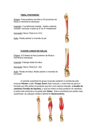 TIBIAL POSTERIOR:

Origem: Face posterior da tíbia e 2/3 proximais da
fíbula e membrana interóssea

Inserção: 3 cuneiformes (medial , médio e lateral),
cubóide, navicular e base do 2º ao 4º metatarsais

Inervação: Nervo Tibial (L5 e S1)

Ação: Flexão plantar e inversão do pé




        FLEXOR LONGO DO HÁLUX:

Origem: 2/3 distais da face posterior da fíbula e
membrana interóssea

Inserção: Falange distal do hálux

Inervação: Nervo Tibial (L5 - S2)

Ação: Flexão do hálux, flexão plantar e inversão do
tornozelo


        A camada superficial do grupo muscular posterior é constituída pelo
músculo Plantar e pelo Tríceps Sural. Este músculo, o mais forte da perna é
formado por três partes musculares que tem uma mesma inserção: o tendão do
calcâneo (Tendão de Aquiles), o qual se insere na face posterior do calcâneo.
A parte mais profunda é ocupada pelo Sóleo. Este é recorberto por partes mais
superficiais: as cabeças medial e lateral do Gastrocnêmio.
 