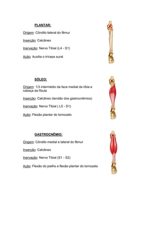 PLANTAR:

Origem: Côndilo lateral do fêmur

Inserção: Calcâneo

Inervação: Nervo Tibial (L4 - S1)

Ação: Auxilia o tríceps sural




        SÓLEO:

Origem: 1/3 intermédio da face medial da tíbia e
cabeça da fíbula

Inserção: Calcâneo (tendão dos gastrocnêmios)

Inervação: Nervo Tibial ( L5 - S1)

Ação: Flexão plantar do tornozelo




        GASTROCNÊMIO:

Origem: Côndilo medial e lateral do fêmur

Inserção: Calcâneo

Inervação: Nervo Tibial (S1 - S2)

Ação: Flexão do joelho e flexão plantar do tornozelo
 