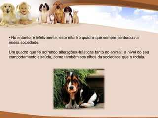 • No entanto, e infelizmente, este não é o quadro que sempre perdurou na
nossa sociedade.

Um quadro que foi sofrendo alterações drásticas tanto no animal, a nível do seu
comportamento e saúde, como também aos olhos da sociedade que o rodeia.
 