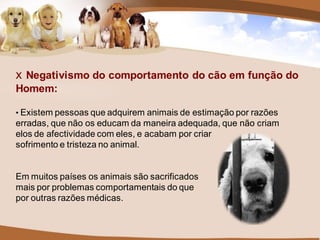 x Negativismo do comportamento do cão em função do
Homem:

• Existem pessoas que adquirem animais de estimação por razões
erradas, que não os educam da maneira adequada, que não criam
elos de afectividade com eles, e acabam por criar
sofrimento e tristeza no animal.


Em muitos países os animais são sacrificados
mais por problemas comportamentais do que
por outras razões médicas.
 