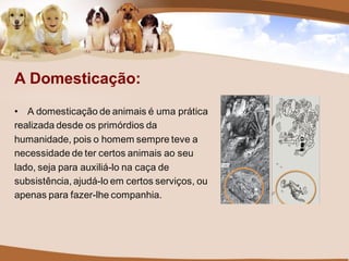 A Domesticação:
• A domesticação de animais é uma prática
realizada desde os primórdios da
humanidade, pois o homem sempre teve a
necessidade de ter certos animais ao seu
lado, seja para auxiliá-lo na caça de
subsistência, ajudá-lo em certos serviços, ou
apenas para fazer-lhe companhia.
 