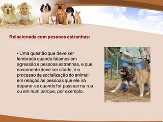 Relacionada com pessoas estranhas:


   • Uma questão que deve ser
   lembrada quando falamos em
   agressão a pessoas estranhas, e que
   novamente deve ser citado, é o
   processo de socialização do animal
   em relação às pessoas que ele irá
   deparar-se quando for passear na rua
   ou em num parque, por exemplo.
 