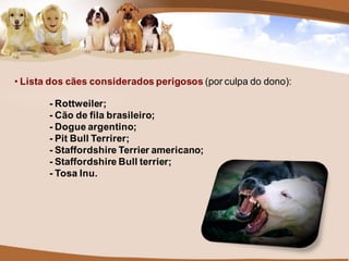 • Lista dos cães considerados perigosos (por culpa do dono):

       - Rottweiler;
       - Cão de fila brasileiro;
       - Dogue argentino;
       - Pit Bull Terrirer;
       - Staffordshire Terrier americano;
       - Staffordshire Bull terrier;
       - Tosa Inu.
 