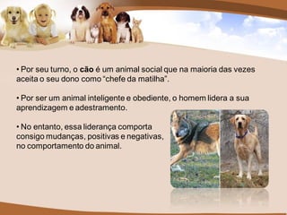• Por seu turno, o cão é um animal social que na maioria das vezes
aceita o seu dono como “chefe da matilha”.

• Por ser um animal inteligente e obediente, o homem lidera a sua
aprendizagem e adestramento.

• No entanto, essa liderança comporta
consigo mudanças, positivas e negativas,
no comportamento do animal.
 