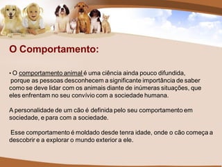 O Comportamento:

• O comportamento animal é uma ciência ainda pouco difundida,
porque as pessoas desconhecem a significante importância de saber
como se deve lidar com os animais diante de inúmeras situações, que
eles enfrentam no seu convívio com a sociedade humana.

A personalidade de um cão é definida pelo seu comportamento em
sociedade, e para com a sociedade.

Esse comportamento é moldado desde tenra idade, onde o cão começa a
descobrir e a explorar o mundo exterior a ele.
 