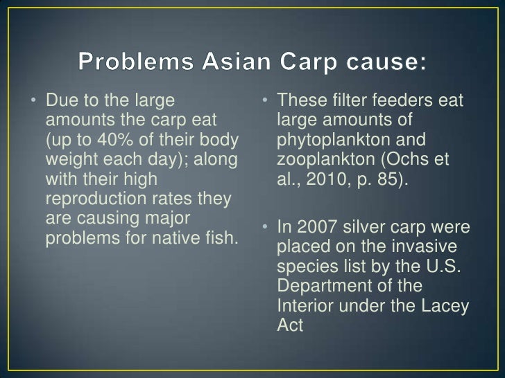 Invasion USA: Asian Carp Invaders Have Taken the Mississippi, Are the Great Lakes Next?