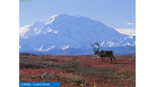 TUNDRA – CLIMA POLAR
 