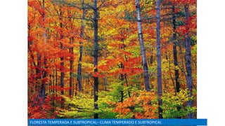FLORESTA TEMPERADA E SUBTROPICAL– CLIMA TEMPERADO E SUBTROPICAL
 
