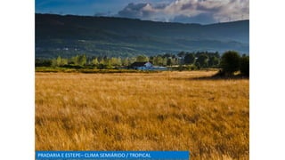 PRADARIA E ESTEPE– CLIMA SEMIÁRIDO / TROPICAL
 