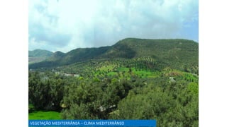 VEGETAÇÃO MEDITERRÂNEA – CLIMA MEDITERRÂNEO
 