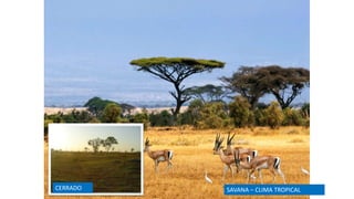 SAVANA – CLIMA TROPICALCERRADO
 