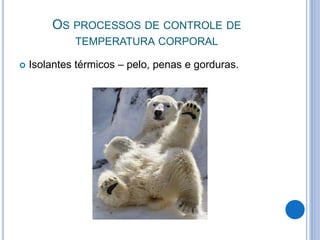 OS PROCESSOS DE CONTROLE DE 
TEMPERATURA CORPORAL 
 Isolantes térmicos – pelo, penas e gorduras. 
 