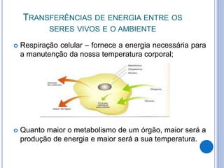 TRANSFERÊNCIAS DE ENERGIA ENTRE OS 
SERES VIVOS E O AMBIENTE 
 Respiração celular – fornece a energia necessária para 
a manutenção da nossa temperatura corporal; 
 Quanto maior o metabolismo de um órgão, maior será a 
produção de energia e maior será a sua temperatura. 
 