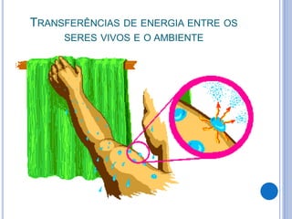 TRANSFERÊNCIAS DE ENERGIA ENTRE OS 
SERES VIVOS E O AMBIENTE 
 