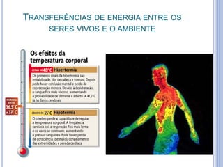TRANSFERÊNCIAS DE ENERGIA ENTRE OS 
SERES VIVOS E O AMBIENTE 
 