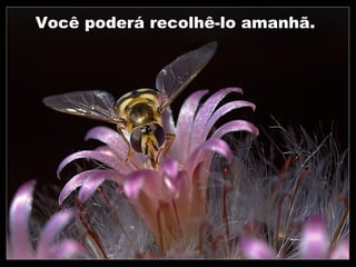 Você poderá recolhê-lo amanhã.