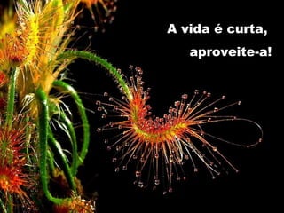 A vida é curta,  aproveite-a! 