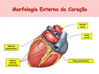 A saber…O coração é o órgão que bombeia o sangue para todas as partes do corpo;Quando vai aos pulmões, o sangue torna-se enriquecido em oxigénio (sangue arterial);Quando liberta o oxigénio para as células e recolhe o dióxido de carbono, o sangue chama-se sangue venoso;O sangue arterial e o sangue venoso não se misturamporque o lado direito e o lado esquerdo do coração estão separados pelo septo;