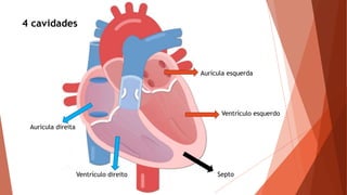 Aurícula esquerda
Ventrículo esquerdo
4 cavidades
Aurícula direita
Ventrículo direito Septo
 