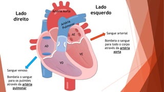 AD
AE
VE
VD
Lado
direito
Sangue venoso
Sangue arterial
Lado
esquerdo
Bombeia o sangue
para os pulmões
através da artéria
pulmonar
Bombeia o sangue
para todo o corpo
através da artéria
aorta
Artéria Aorta
 