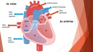 AD
AE
VE
VD
Veia
cava
inferior
Veia
cava
superior
Veia
pulmonar
Veia
pulmonar
As veias
As artérias
Artéria Pulmonar
Artéria Aorta
 