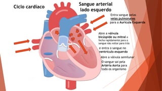 Ciclo cardíaco
Entra sangue pelas
veias pulmonares
para a Aurícula Esquerda
Abre a válvula
bicúspide ou mitral e
fecha rapidamente para o
sangue não voltar para trás
e entra o sangue no
ventrículo esquerdo
O sangue sai pela
Artéria Aorta para
todo os organismo
Sangue arterial
lado esquerdo
Abre a válvula semilunar
 