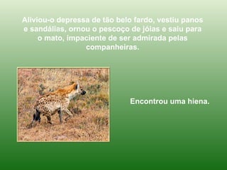 Aliviou-o depressa de tão belo fardo, vestiu panos e sandálias, ornou o pescoço de jóias e saiu para o mato, impaciente de ser admirada pelas companheiras. Encontrou uma hiena.   