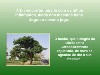 A hiena correu para lá com os olhos inflamados, ávida dos mesmos bens. Jogou o mesmo jogo.   O baobá, que a alegria do lebrão tinha verdadeiramente rejubilado, de novo se agradou de dar a sua frescura,  