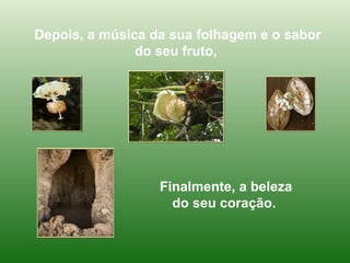 Depois, a música da sua folhagem e o sabor do seu fruto,  Finalmente, a beleza do seu coração.  