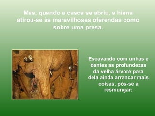 Mas, quando a casca se abriu, a hiena atirou-se às maravilhosas oferendas como sobre uma presa. Escavando com unhas e dentes as profundezas da velha árvore para dela ainda arrancar mais coisas, pôs-se a resmungar: 